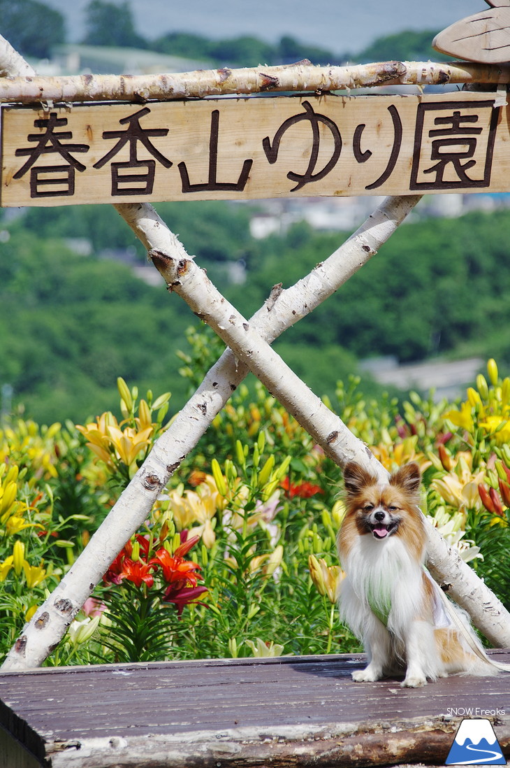 オーンズ春香山ゆり園 今年も綺麗な『ゆり』のシーズン到来♪